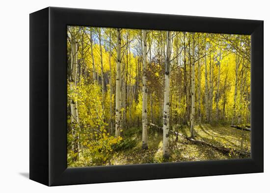 Golden Quaking Aspen in Full Fall Color, Kinney Creek, Colorado-Maresa Pryor-Framed Premier Image Canvas