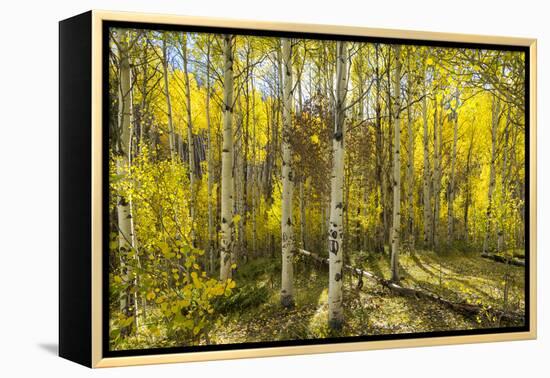 Golden Quaking Aspen in Full Fall Color, Kinney Creek, Colorado-Maresa Pryor-Framed Premier Image Canvas