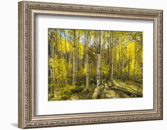 Golden Quaking Aspen in Full Fall Color, Kinney Creek, Colorado-Maresa Pryor-Framed Photographic Print