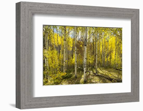 Golden Quaking Aspen in Full Fall Color, Kinney Creek, Colorado-Maresa Pryor-Framed Photographic Print