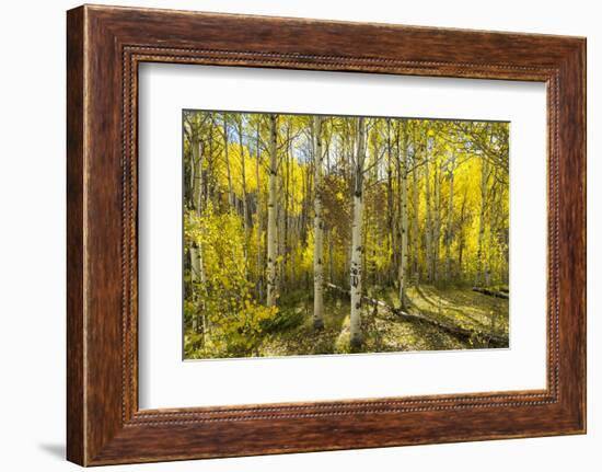 Golden Quaking Aspen in Full Fall Color, Kinney Creek, Colorado-Maresa Pryor-Framed Photographic Print