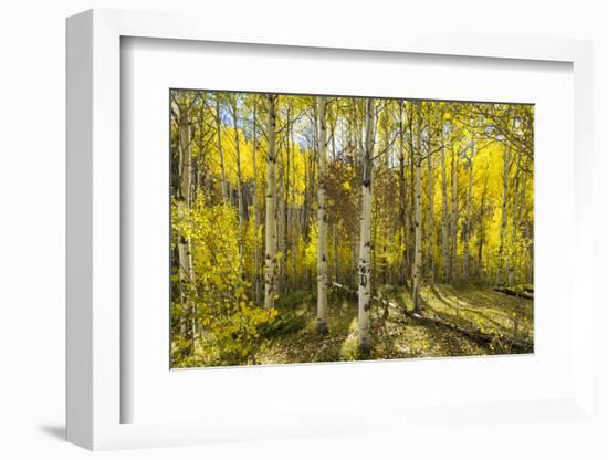 Golden Quaking Aspen in Full Fall Color, Kinney Creek, Colorado-Maresa Pryor-Framed Photographic Print