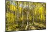 Golden Quaking Aspen in Full Fall Color, Kinney Creek, Colorado-Maresa Pryor-Mounted Photographic Print