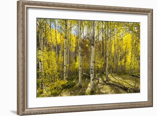 Golden Quaking Aspen in Full Fall Color, Kinney Creek, Colorado-Maresa Pryor-Framed Photographic Print