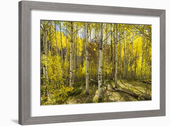 Golden Quaking Aspen in Full Fall Color, Kinney Creek, Colorado-Maresa Pryor-Framed Photographic Print