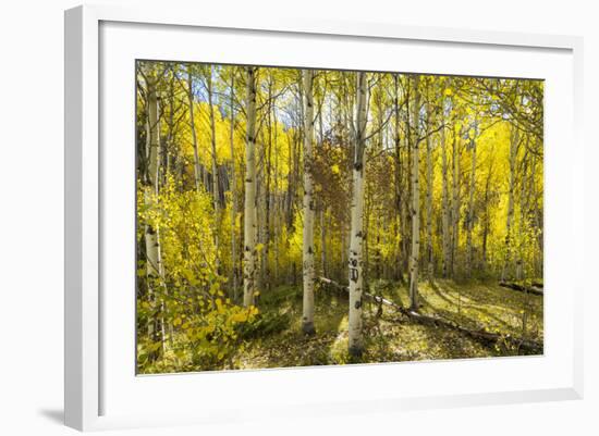 Golden Quaking Aspen in Full Fall Color, Kinney Creek, Colorado-Maresa Pryor-Framed Photographic Print