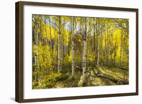 Golden Quaking Aspen in Full Fall Color, Kinney Creek, Colorado-Maresa Pryor-Framed Photographic Print