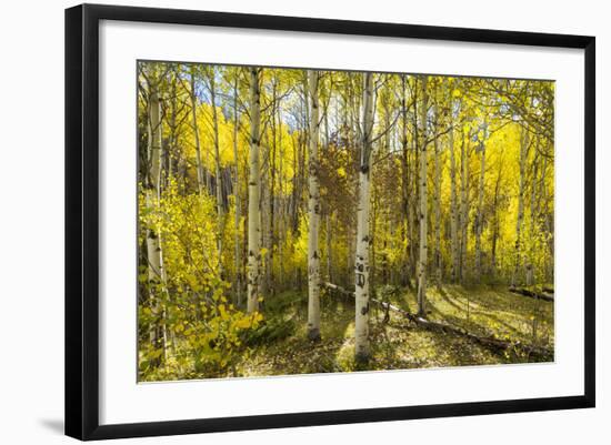 Golden Quaking Aspen in Full Fall Color, Kinney Creek, Colorado-Maresa Pryor-Framed Photographic Print