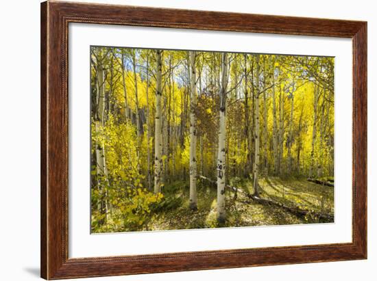 Golden Quaking Aspen in Full Fall Color, Kinney Creek, Colorado-Maresa Pryor-Framed Photographic Print