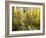 Golden Quaking Aspen in Full Fall Color, Kinney Creek, Colorado-Maresa Pryor-Framed Photographic Print