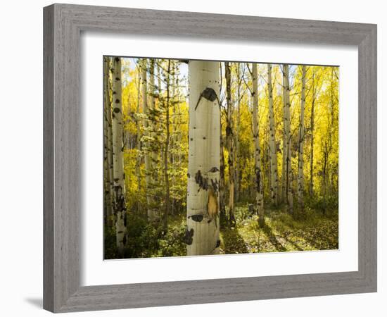 Golden Quaking Aspen in Full Fall Color, Kinney Creek, Colorado-Maresa Pryor-Framed Photographic Print