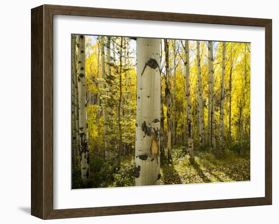 Golden Quaking Aspen in Full Fall Color, Kinney Creek, Colorado-Maresa Pryor-Framed Photographic Print