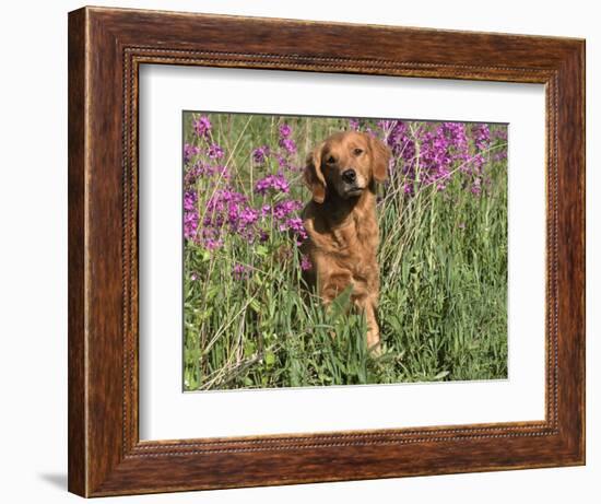 Golden Retriever Amongst Meadow Flowers, USA-Lynn M. Stone-Framed Premium Photographic Print