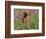 Golden Retriever Amongst Meadow Flowers, USA-Lynn M. Stone-Framed Premium Photographic Print