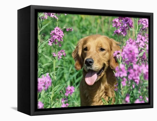 Golden Retriever Amongst Meadow Flowers, USA-Lynn M. Stone-Framed Premier Image Canvas