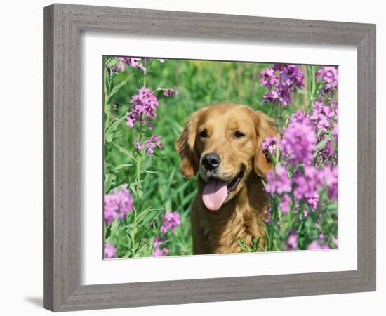 Golden Retriever Amongst Meadow Flowers, USA-Lynn M. Stone-Framed Photographic Print