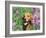 Golden Retriever Amongst Meadow Flowers, USA-Lynn M. Stone-Framed Photographic Print