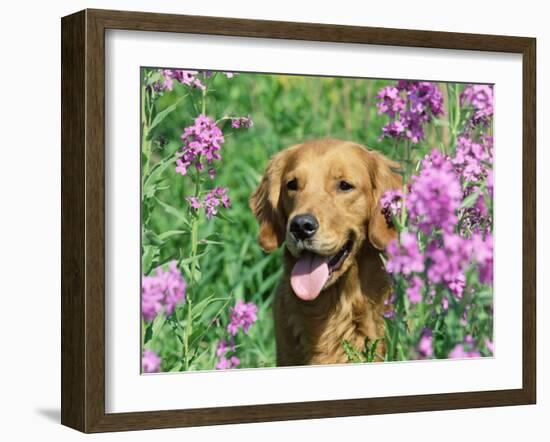 Golden Retriever Amongst Meadow Flowers, USA-Lynn M. Stone-Framed Photographic Print