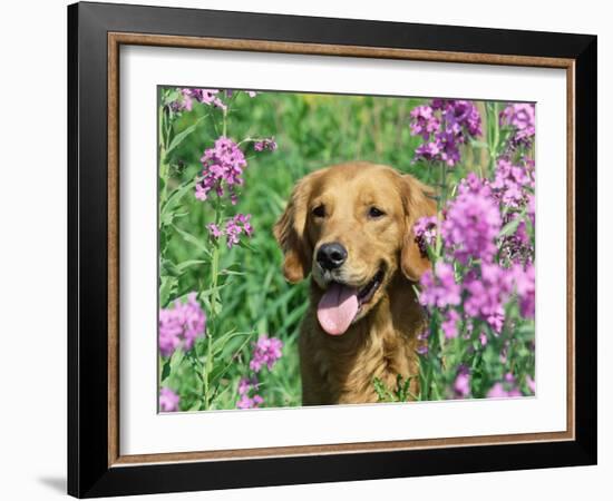 Golden Retriever Amongst Meadow Flowers, USA-Lynn M. Stone-Framed Photographic Print