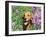 Golden Retriever Amongst Meadow Flowers, USA-Lynn M. Stone-Framed Photographic Print