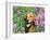 Golden Retriever Amongst Meadow Flowers, USA-Lynn M. Stone-Framed Photographic Print