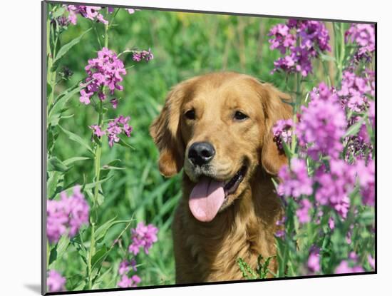 Golden Retriever Amongst Meadow Flowers, USA-Lynn M. Stone-Mounted Photographic Print