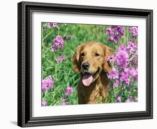 Golden Retriever Amongst Meadow Flowers, USA-Lynn M. Stone-Framed Photographic Print