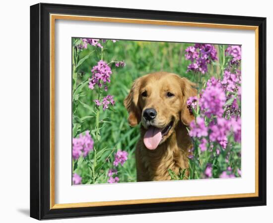 Golden Retriever Amongst Meadow Flowers, USA-Lynn M. Stone-Framed Photographic Print