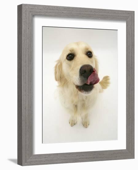 Golden Retriever Bitch Licking Her Nose-Jane Burton-Framed Photographic Print