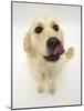 Golden Retriever Bitch Licking Her Nose-Jane Burton-Mounted Photographic Print