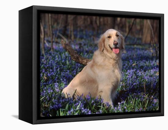 Golden Retriever (Canis Familiaris) Among Bluebells, USA-Lynn M. Stone-Framed Premier Image Canvas