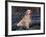 Golden Retriever (Canis Familiaris) Among Bluebells, USA-Lynn M. Stone-Framed Photographic Print