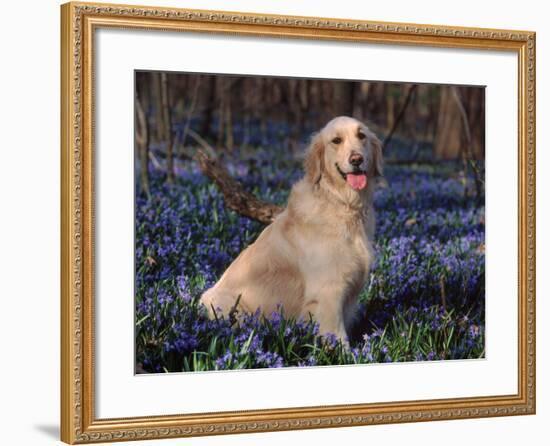 Golden Retriever (Canis Familiaris) Among Bluebells, USA-Lynn M. Stone-Framed Photographic Print