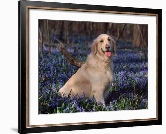 Golden Retriever (Canis Familiaris) Among Bluebells, USA-Lynn M. Stone-Framed Photographic Print