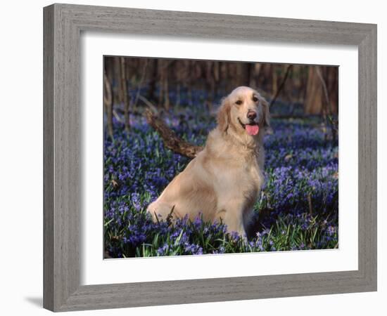 Golden Retriever (Canis Familiaris) Among Bluebells, USA-Lynn M. Stone-Framed Photographic Print