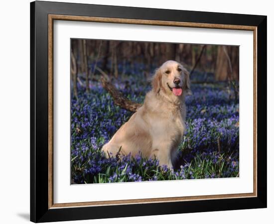 Golden Retriever (Canis Familiaris) Among Bluebells, USA-Lynn M. Stone-Framed Photographic Print