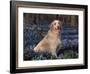 Golden Retriever (Canis Familiaris) Among Bluebells, USA-Lynn M. Stone-Framed Photographic Print