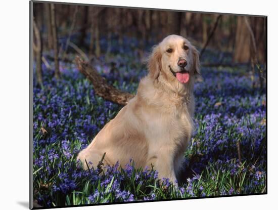 Golden Retriever (Canis Familiaris) Among Bluebells, USA-Lynn M. Stone-Mounted Photographic Print