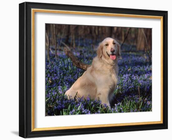 Golden Retriever (Canis Familiaris) Among Bluebells, USA-Lynn M. Stone-Framed Photographic Print