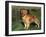 Golden Retriever (Canis Familiaris) Illinois, USA-Lynn M. Stone-Framed Photographic Print