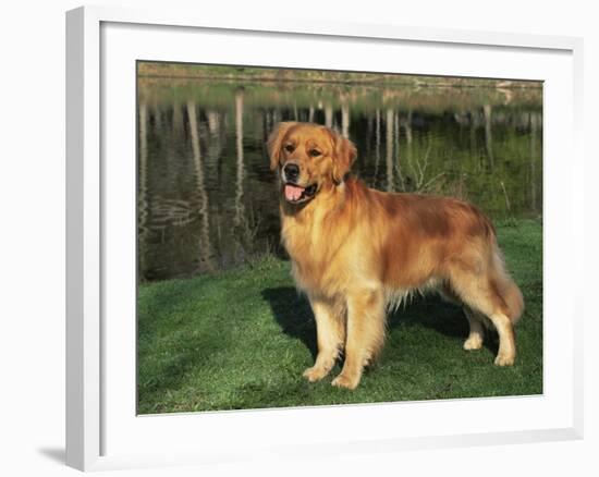 Golden Retriever (Canis Familiaris) Illinois, USA-Lynn M. Stone-Framed Photographic Print