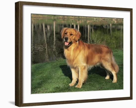 Golden Retriever (Canis Familiaris) Illinois, USA-Lynn M. Stone-Framed Photographic Print