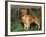 Golden Retriever (Canis Familiaris) Illinois, USA-Lynn M. Stone-Framed Photographic Print