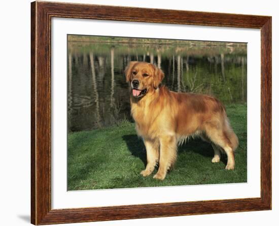 Golden Retriever (Canis Familiaris) Illinois, USA-Lynn M. Stone-Framed Photographic Print