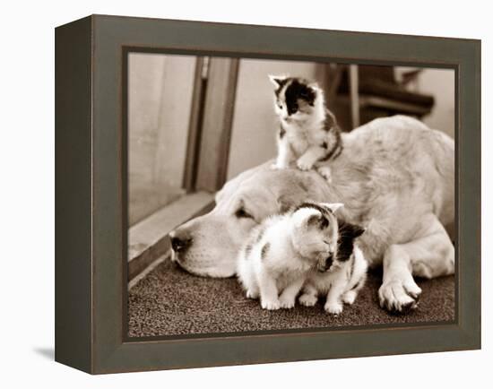 Golden Retriever Dog Adopts Kittens, 1964-null-Framed Premier Image Canvas