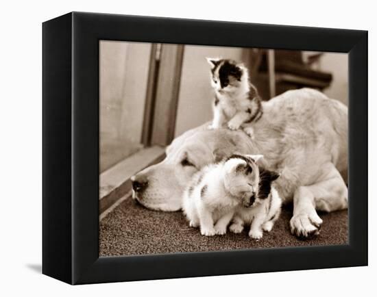 Golden Retriever Dog Adopts Kittens, 1964-null-Framed Premier Image Canvas