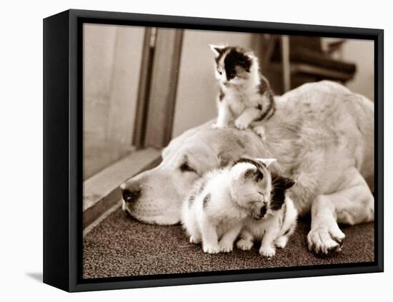 Golden Retriever Dog Adopts Kittens, 1964-null-Framed Premier Image Canvas