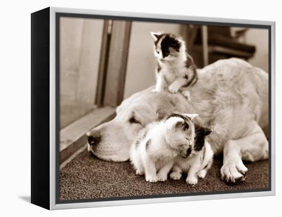 Golden Retriever Dog Adopts Kittens, 1964-null-Framed Premier Image Canvas