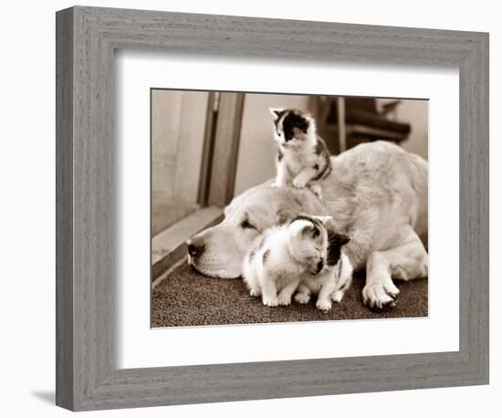 Golden Retriever Dog Adopts Kittens, 1964-null-Framed Photographic Print