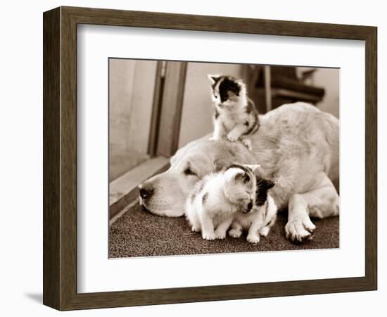 Golden Retriever Dog Adopts Kittens, 1964-null-Framed Photographic Print